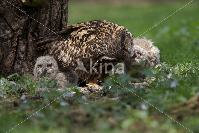 Oehoe (Bubo bubo)