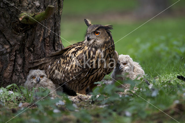 Oehoe (Bubo bubo)