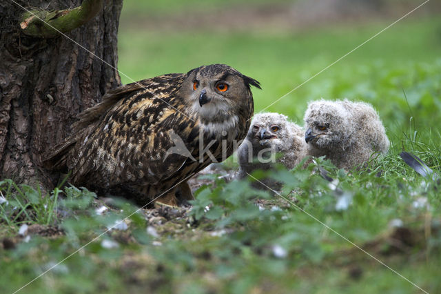 Oehoe (Bubo bubo)