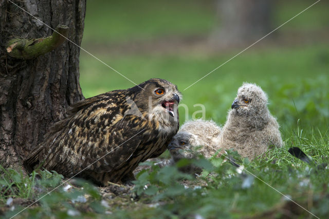 Oehoe (Bubo bubo)