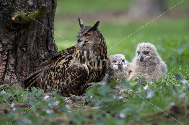 Oehoe (Bubo bubo)