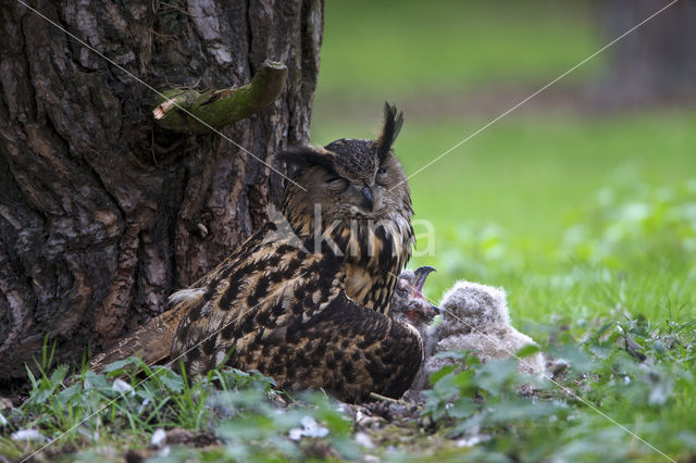 Oehoe (Bubo bubo)