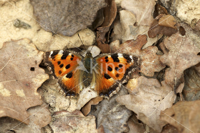 Oostelijke vos (Nymphalis xanthomelas)