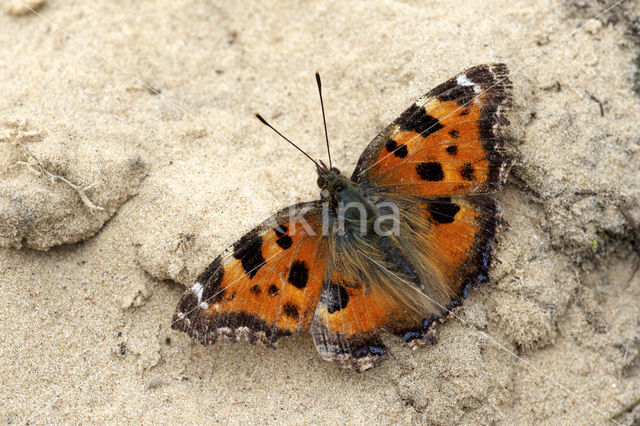 Oostelijke vos (Nymphalis xanthomelas)