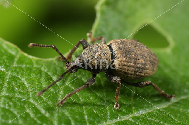 Otiorhynchus raucus