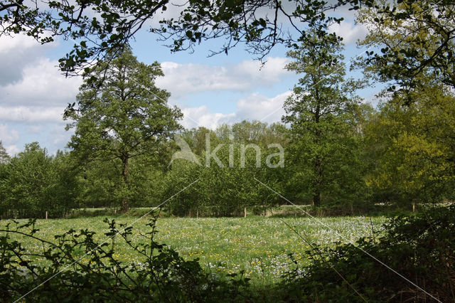 Pinksterbloem (Cardamine pratensis)