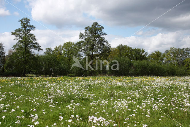 Pinksterbloem (Cardamine pratensis)