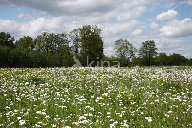 Pinksterbloem (Cardamine pratensis)