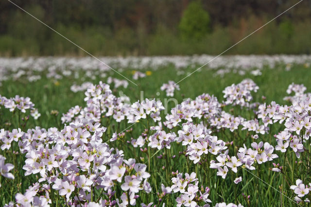 Pinksterbloem (Cardamine pratensis)