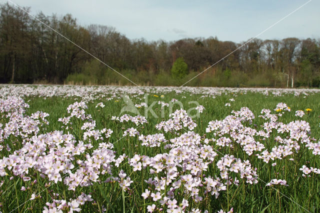 Pinksterbloem (Cardamine pratensis)