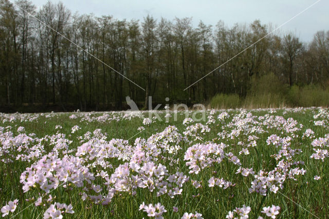 Pinksterbloem (Cardamine pratensis)