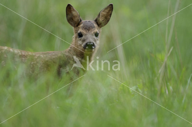 Ree (Capreolus capreolus)