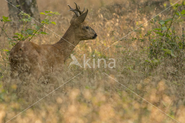 Ree (Capreolus capreolus)