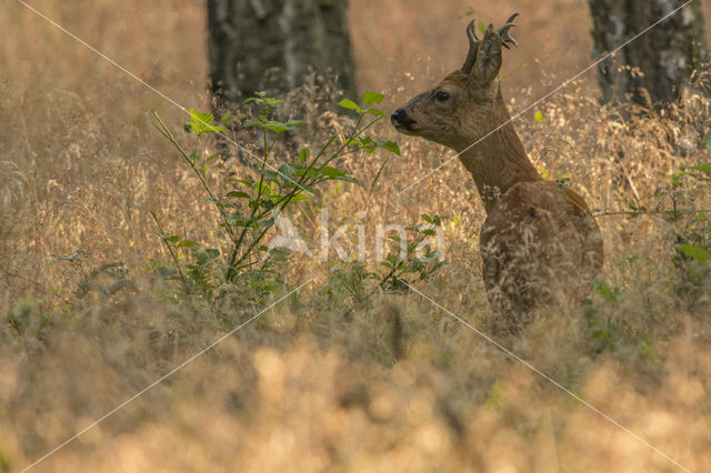 Ree (Capreolus capreolus)