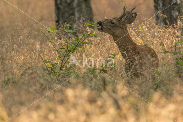 Ree (Capreolus capreolus)