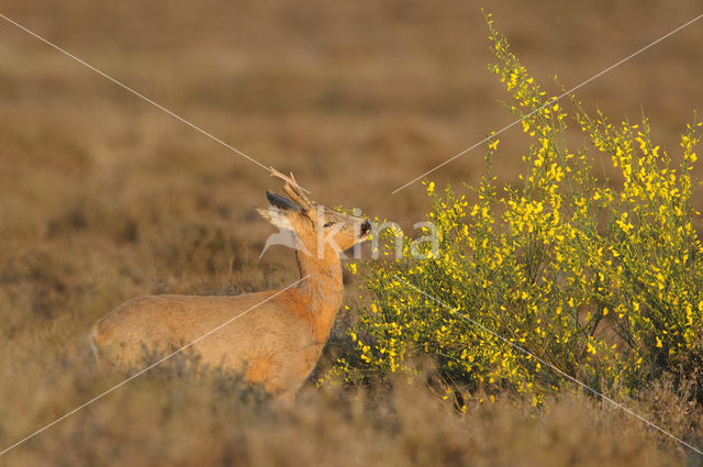 Ree (Capreolus capreolus)