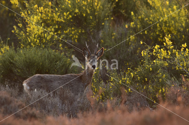 Ree (Capreolus capreolus)