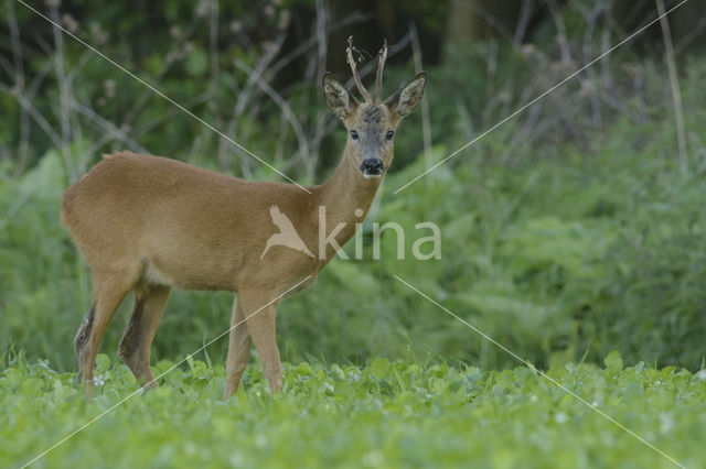 Ree (Capreolus capreolus)