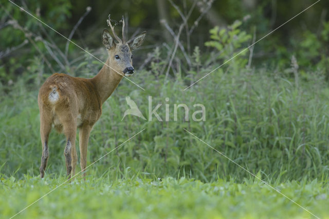 Ree (Capreolus capreolus)