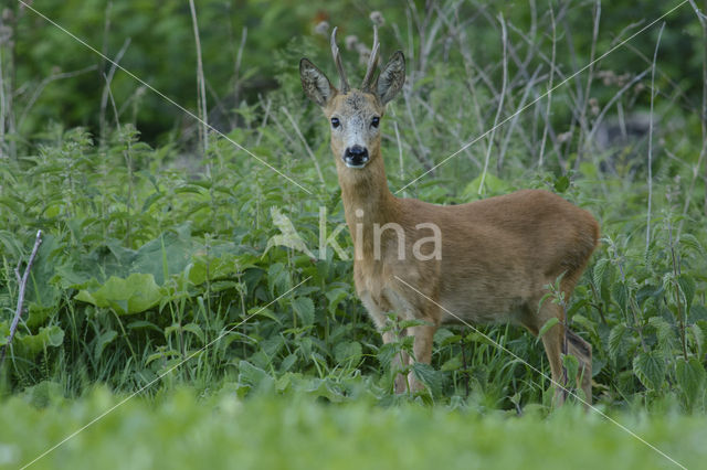 Ree (Capreolus capreolus)