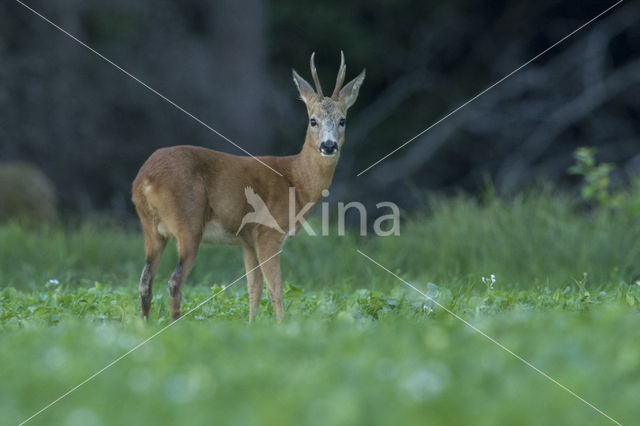 Ree (Capreolus capreolus)