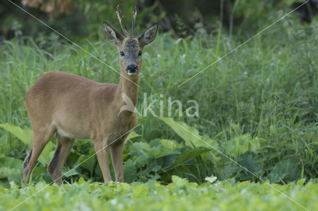 Ree (Capreolus capreolus)