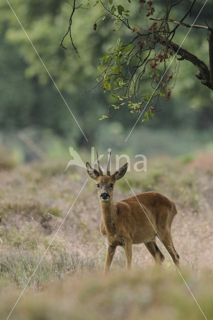 Ree (Capreolus capreolus)