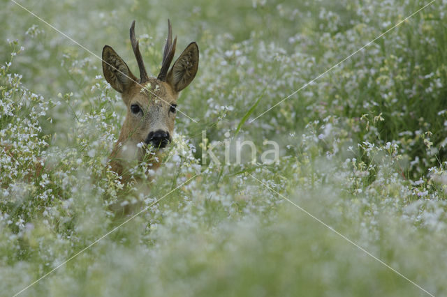 Ree (Capreolus capreolus)