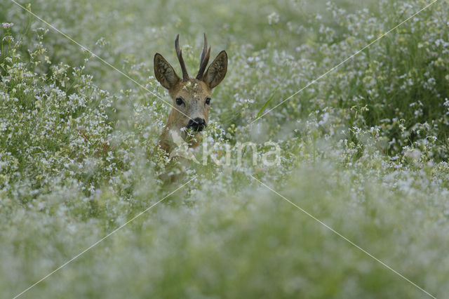 Ree (Capreolus capreolus)