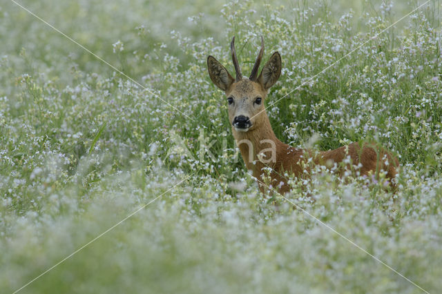 Ree (Capreolus capreolus)