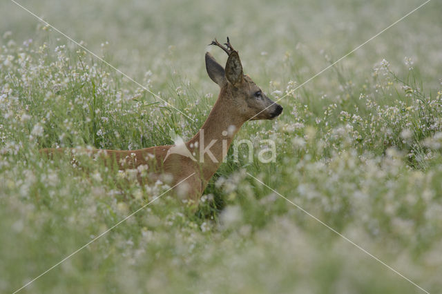 Ree (Capreolus capreolus)