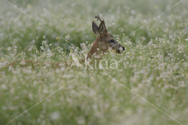 Ree (Capreolus capreolus)