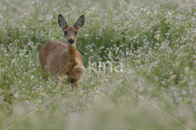 Ree (Capreolus capreolus)