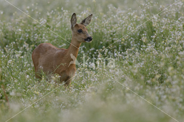 Ree (Capreolus capreolus)