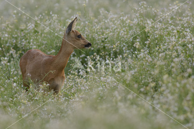 Ree (Capreolus capreolus)