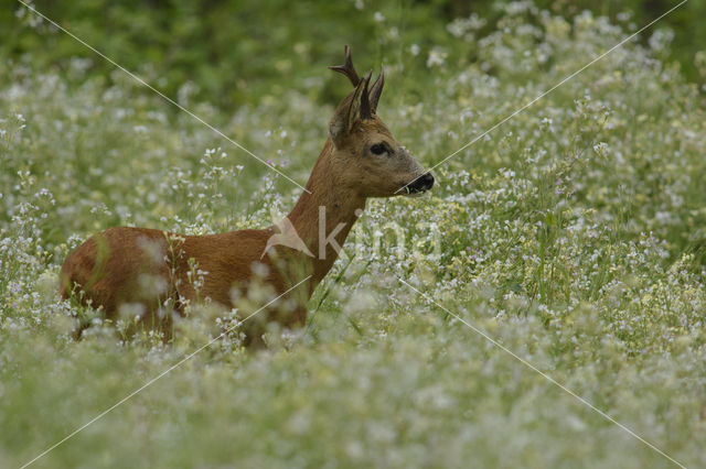 Ree (Capreolus capreolus)