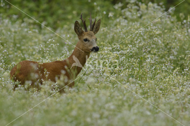 Ree (Capreolus capreolus)