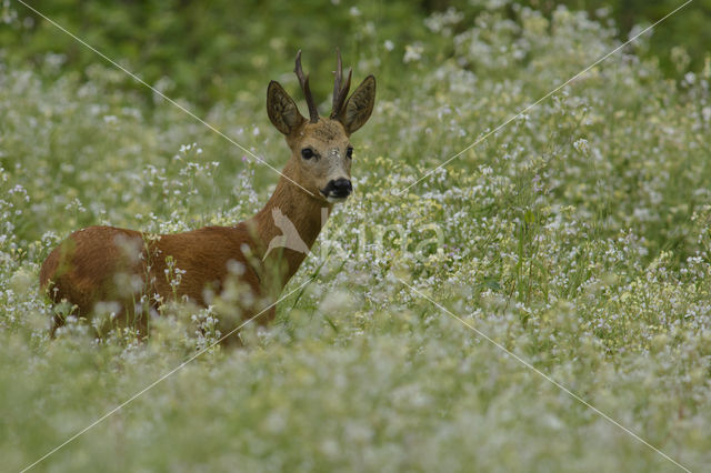 Ree (Capreolus capreolus)