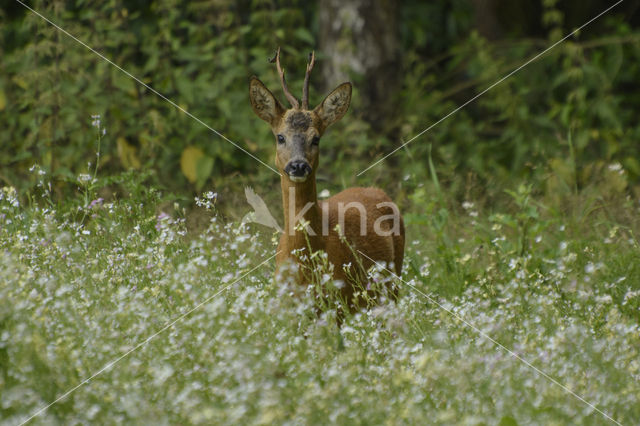 Ree (Capreolus capreolus)