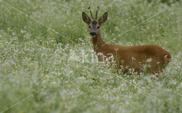 Ree (Capreolus capreolus)