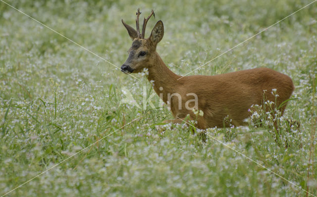 Ree (Capreolus capreolus)