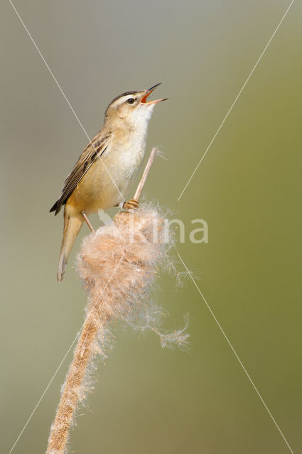 Sedge Warbler (Acrocephalus schoenobaenus)