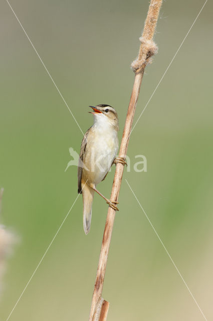 Rietzanger (Acrocephalus schoenobaenus)