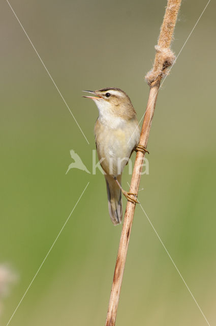 Rietzanger (Acrocephalus schoenobaenus)