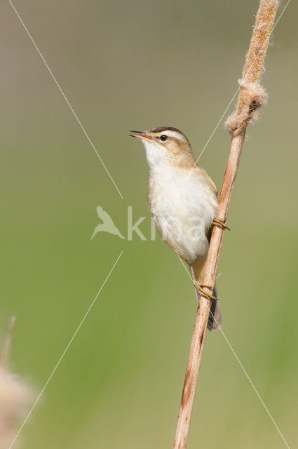 Rietzanger (Acrocephalus schoenobaenus)