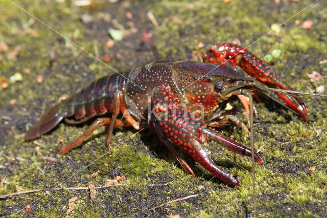 Rode Amerikaanse rivierkreeft (Procambarus clarkii)