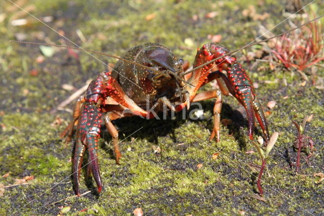 Rode Amerikaanse rivierkreeft (Procambarus clarkii)