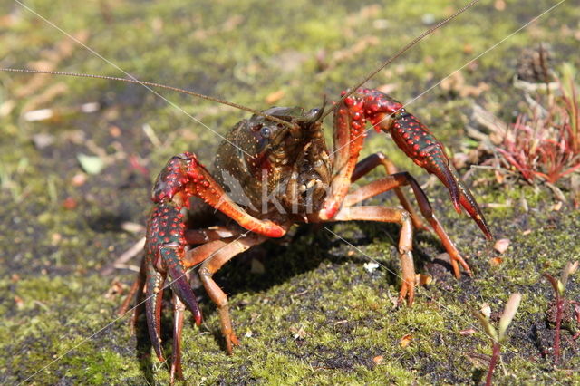 Rode Amerikaanse rivierkreeft (Procambarus clarkii)