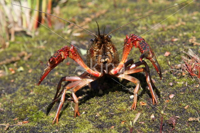 Rode Amerikaanse rivierkreeft (Procambarus clarkii)