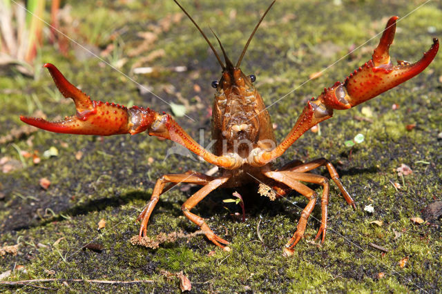 Rode Amerikaanse rivierkreeft (Procambarus clarkii)